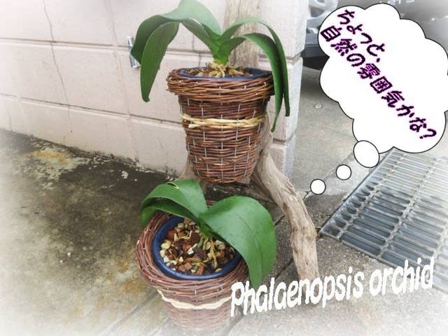 Phalaenopsis Orchid胡蝶蘭 コチョウラン の流木飾りお手入れ簡単仕様 いげのやま美化クラブ Phalaenopsis Orchid胡蝶蘭 コチョウラン の流木飾りお手入れ簡単仕様 いげのやま美化クラブ