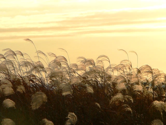 花鳥風月の画像