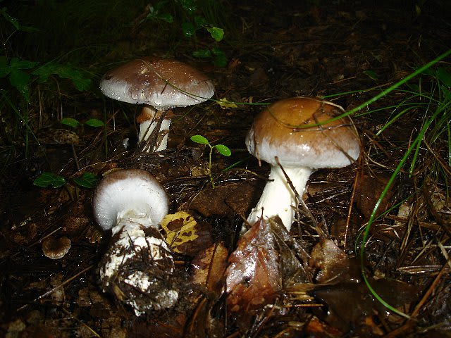 きのこ Amazon.co.jp: HAKIDZEL きのこミニチュアフィギュア マイクロ