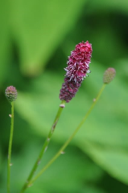 ワレモコウ 2019 物臭狸の 花日記