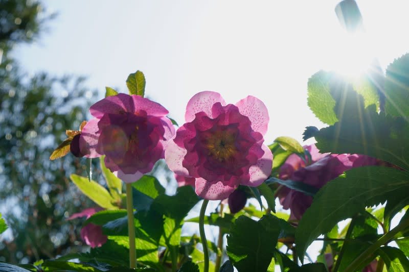 我が家の３月の花 2 クリスマスローズ 金沢から発信のブログ 風景と花と鳥など