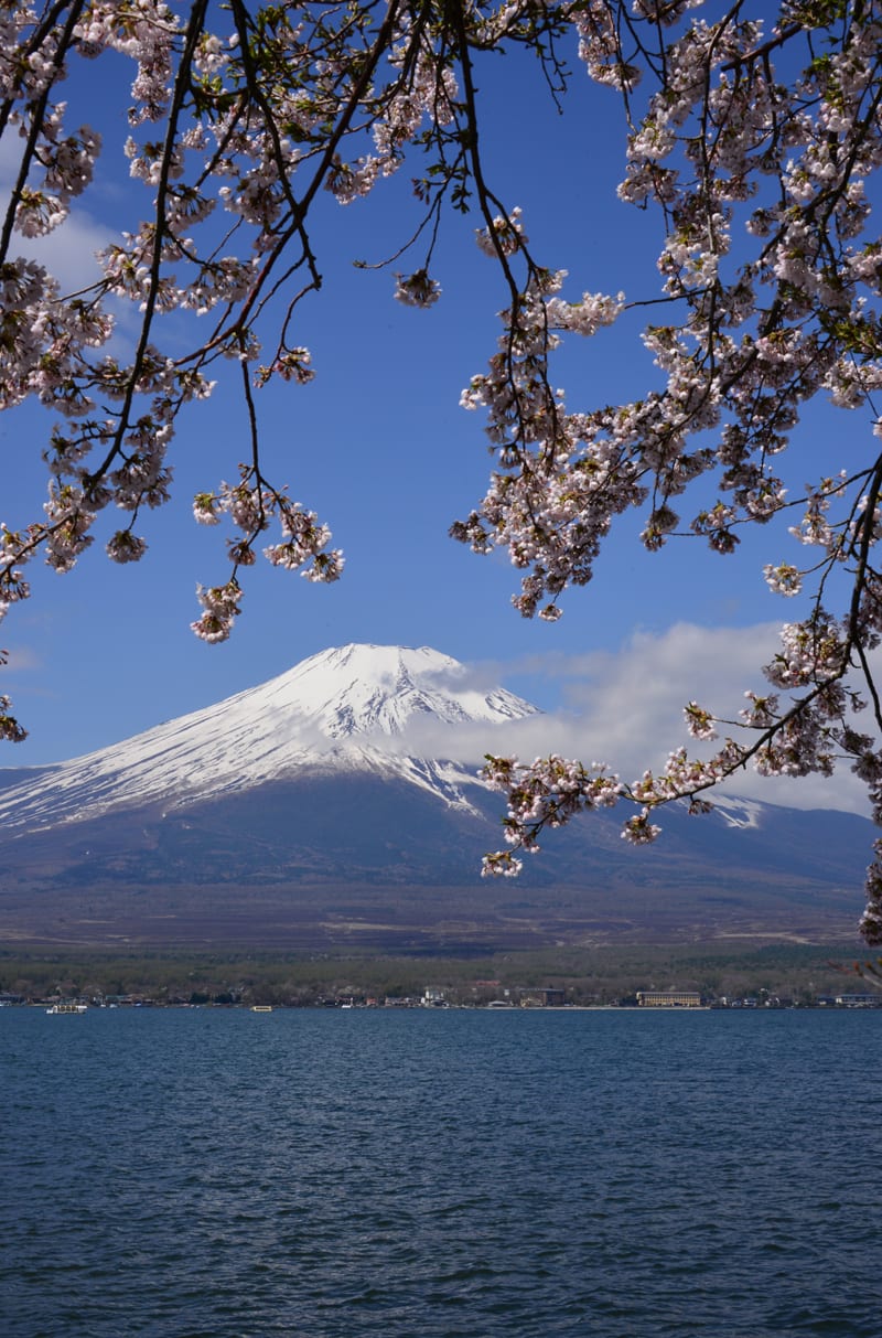 山中湖の桜と富士山 気まぐれフォトダイアリー