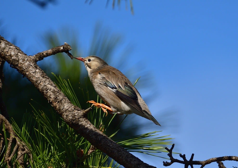 空色鳥撮り 近くの虎浜の野鳥達 2月19日撮 やっと黒松の枝とシャリンバイの実喰うギンムクドリ 鈴なりピラカンサにヒレンジャクの群れ Gooブログはじめました 空色鳥撮り 近くの虎浜の野鳥達 2月19日撮 やっと黒松の枝とシャリンバイの実喰うギンムクドリ 鈴なりピラカンサにヒレンジャクの群れ Gooブログはじめました