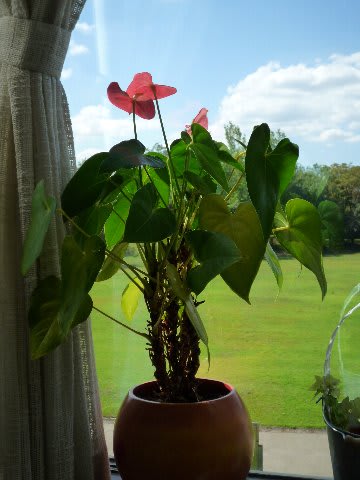 窓辺の観葉植物アンスリウムが美しい 今日の一枚