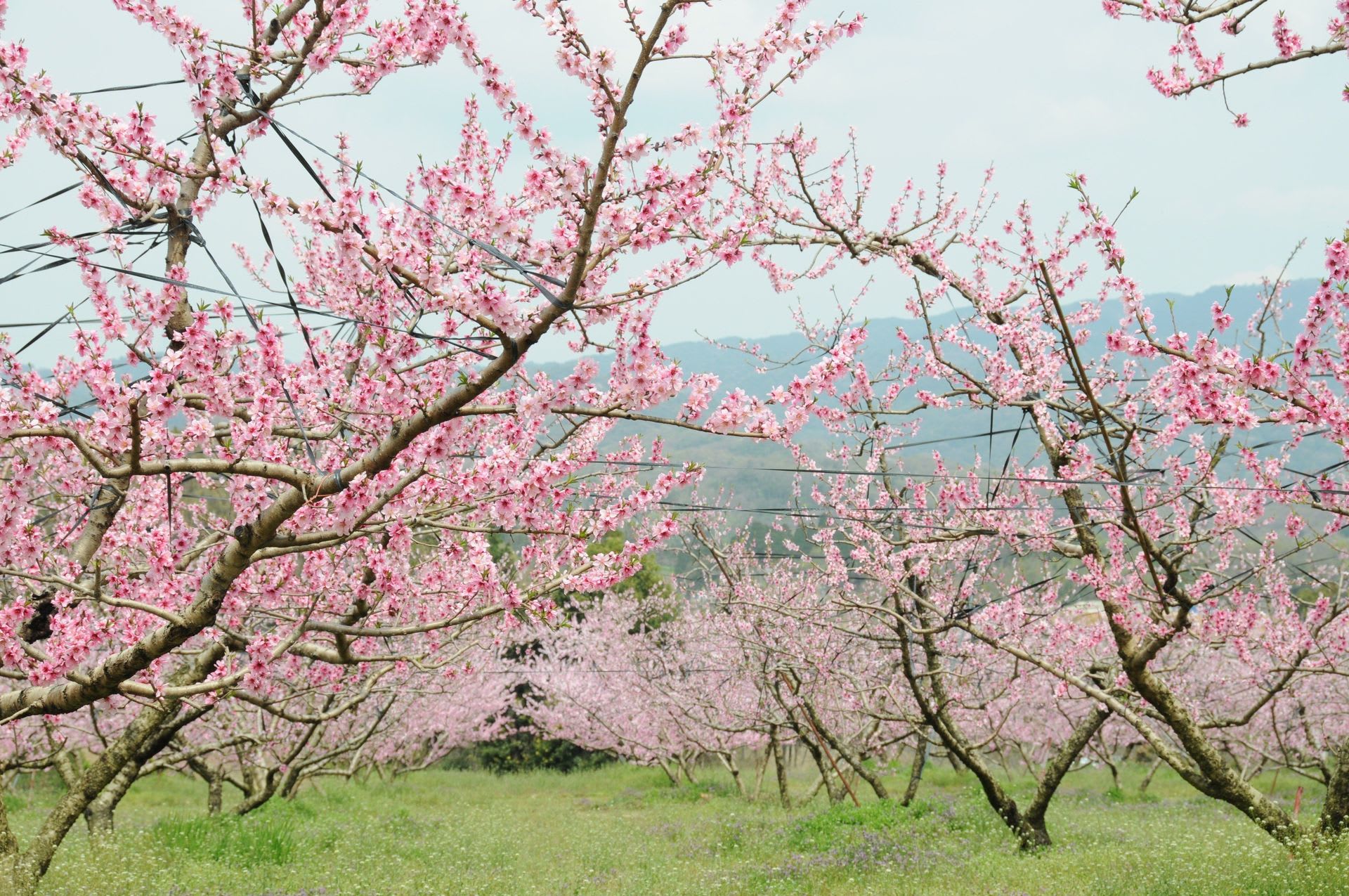 花を求め！　桃・梨の画像