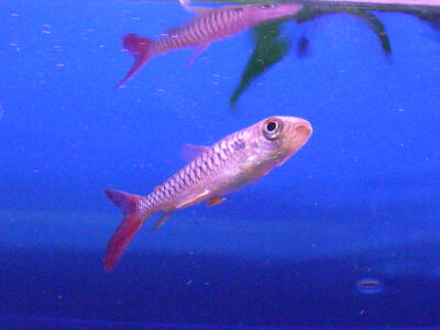 ピンクテールカラシン アクアウィズのオススメ 熱帯魚