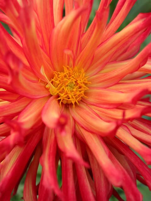 燃え上がる炎のようなダリア 序曲 ダリア シリーズ 084 野の花 庭の花