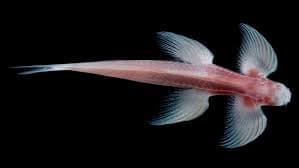 骨盤を持つ魚が発見された タイ Memories On The Sea 海の記録