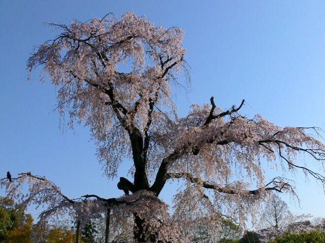円山公園の”祇園枝垂桜”が青空に映える