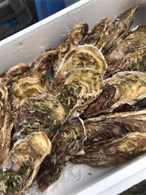 本日 岩手県産の牡蠣が入荷致しました 小田原早川漁村 漁師の浜焼 あぶりや 漁師の浜焼あぶりやブログ 本日 岩手県産の牡蠣が入荷致しました 小田原早川漁村 漁師の浜焼 あぶりや 漁師の浜焼あぶりやブログ