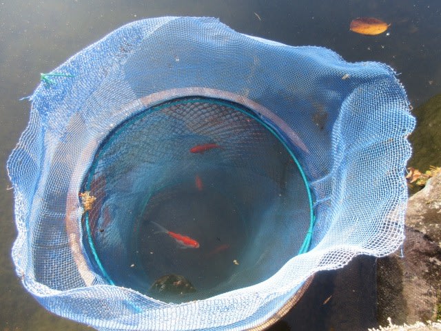 新居に お引越ししましたぁ やまんばの庭