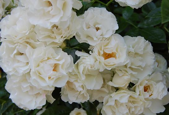 つるサマースノーと最近気になるバラたち Mｅｉｎ ｋｌｅｉｎｅｒ Rｏｓｅｎｇａｒｔｅｎ