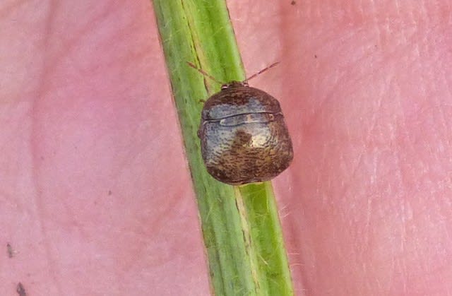 枝豆の収穫とマルカメムシ 丸亀虫 温泉ドラえもんのブログ