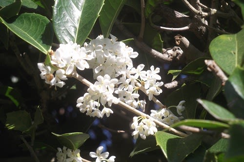 庭の柊 ヒイラギ の花 野々池周辺散策