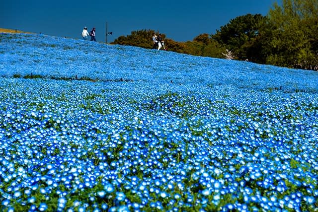 ２０１９ ネモフィラの青い空 福岡市東区海ノ中道海浜公園 おうどうもん Oudoumon People Of Hakata