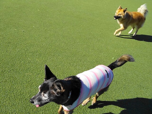 ドッグラン 人工芝に なってたよ 雑種犬 風 ふう のひとりごと