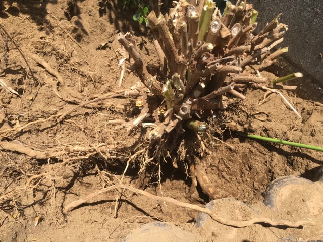 紫陽花の根は まるでごぼうだー シャドウピッチング