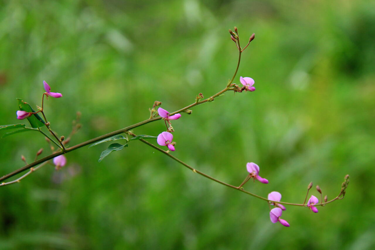 季節の花　コバギボウシ（小葉擬宝珠）とハギ（萩）の画像