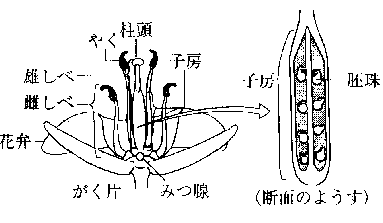 理科１ 寺子屋ブログ