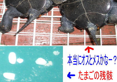 日本イシガメの性別はどっち 我家の動物日記