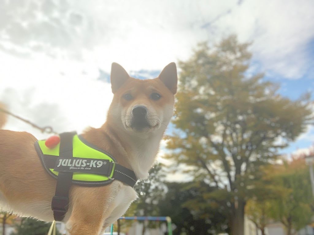 みんな聞いて 飼い主が変な写真撮るんだ 朝んぽdiary お外で遊ぼ みんな聞いて 飼い主が変な写真撮るんだ 朝んぽdiary お外で遊ぼ