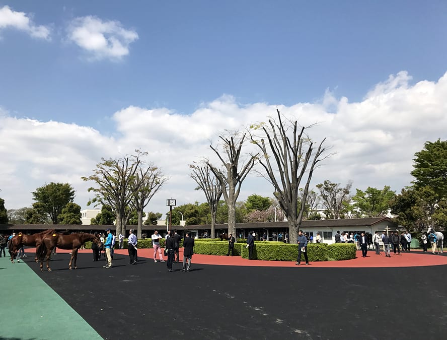 【サラブレッドセール(せり市場)=馬市】&【種牡馬】の最新情報 by馬市.com