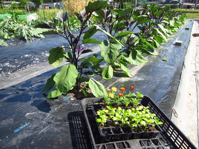 バジル マリーゴールド コンパニオンプランツ の混植 残りは寄せ植えに 大好き 野菜の時間