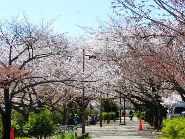 花筏とはいきませんでしたが 練馬区 石神井川の桜 ヒマヒマノキ 歩いて 見て 楽しんで 花筏とはいきませんでしたが 練馬区 石神井川の桜 ヒマヒマノキ 歩いて 見て 楽しんで