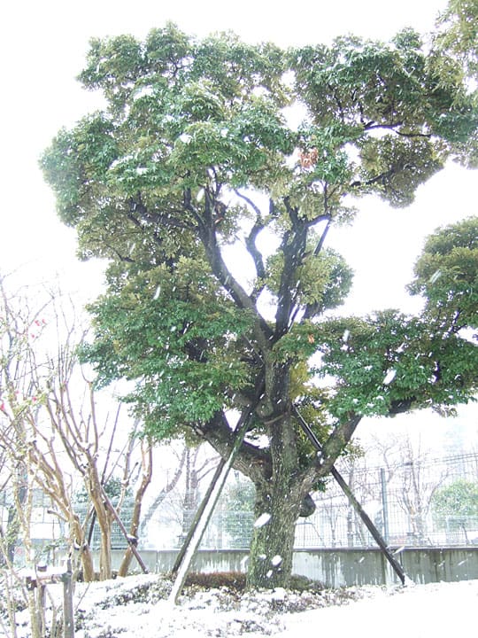 画像を等倍で表示します 画像