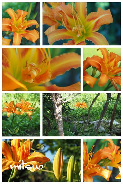 藪萱草の花が咲きました My Garden 19 08 04撮影 団塊オヤジの短編小説goo