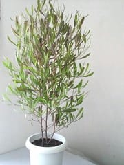 ポップブッシュ 花のある生活 ポップブッシュ 花のある生活