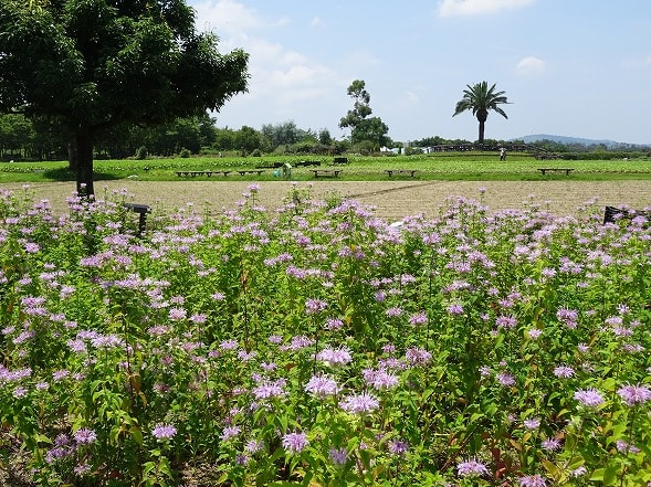 和泉リサイクル環境公園の蝶 藤の気まぐれ写真２