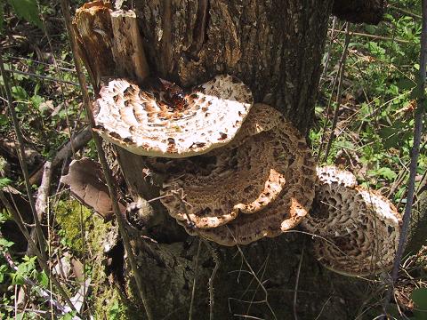 Dryad's saddle