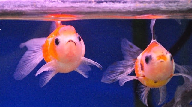 おでこもこもこピンポンさん アクアウィズのオススメ 熱帯魚