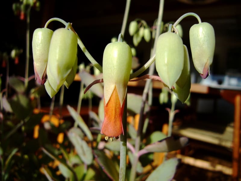 セイロンベンケイソウって こんな花 いつもiらしく