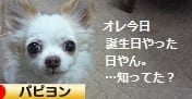 にほんブログ村 犬ブログ パピヨンへ