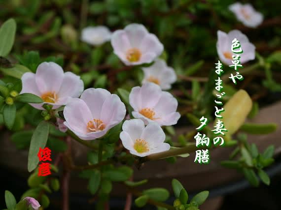 ままごと 鎌ちゃんの一日一考