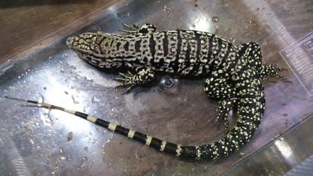 アルゼンチン ブラックアンドホワイトテグー頭胴長約14cm モンスターアクアリウム レプタイルズ 買取販売情報