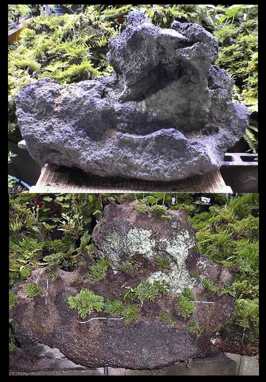 岩松 イワヒバ 溶岩付け - 我が家の山野草 四季折々