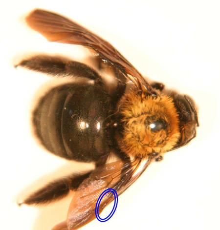 蜂の羽 各種顕微鏡写真でがってん 花 動物の写真のペ ジgoo