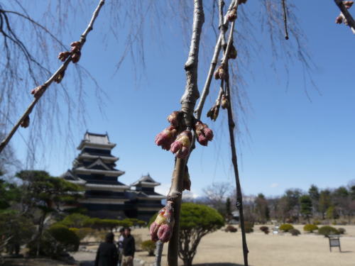 松本城の桜