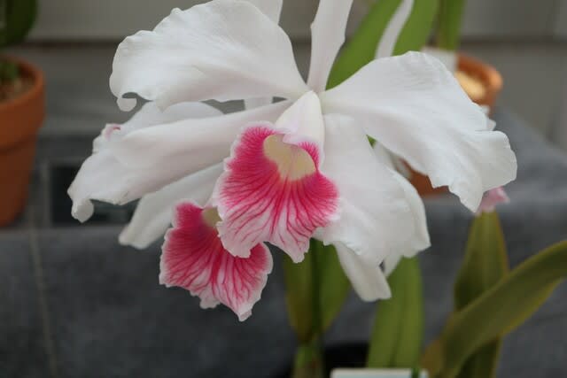 赤紫色に染まるリップがかわいい カトレア パープラータ 蘭シリーズ 21 026 野の花 庭の花
