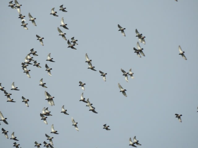 群れで飛ぶ鳥 Tori Biyori