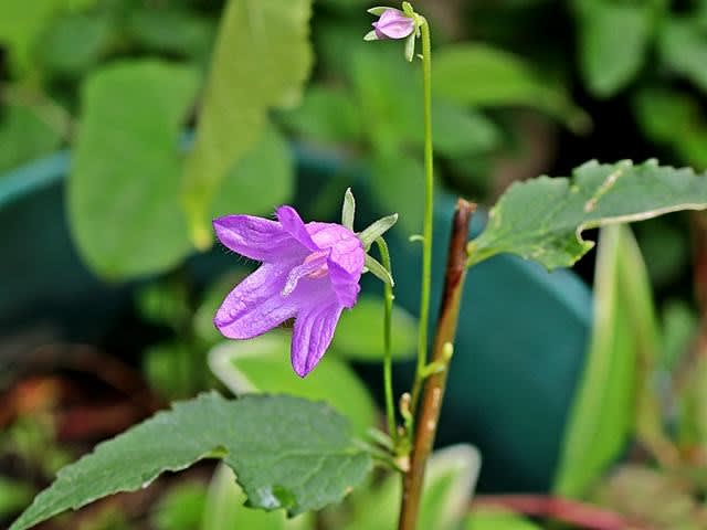 カンパニュラ ラプンクロイデスで間違いなさそうです Gardening2