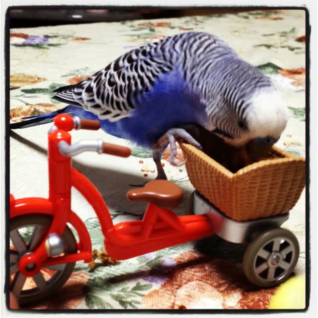 インコ 自転車