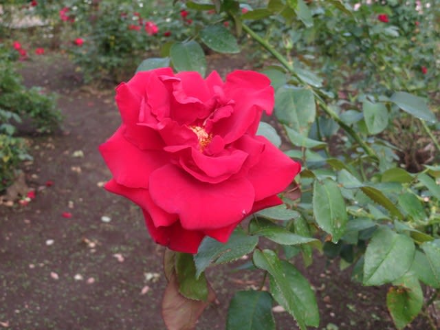 珍しくデンマーク産の黒紅色のバラ ジョッセルフェルト 薔薇シリーズ105 野の花 庭の花