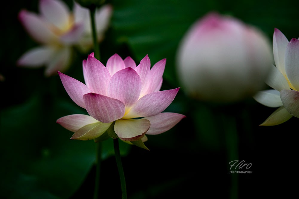 蓮の花 21 Photo ログ