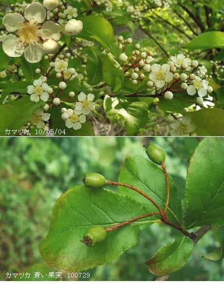 カマツカ 鎌柄 成熟果実 花 葉 里山コスモスブログ