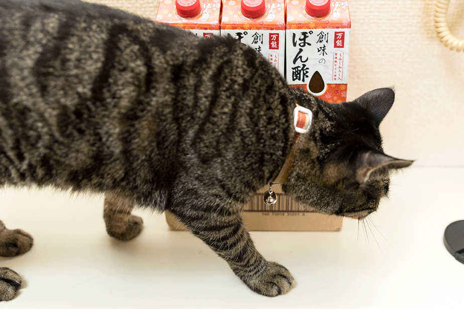 17年9月のブログ記事一覧 ねこのひとりごと 17年9月のブログ記事一覧 ねこのひとりごと