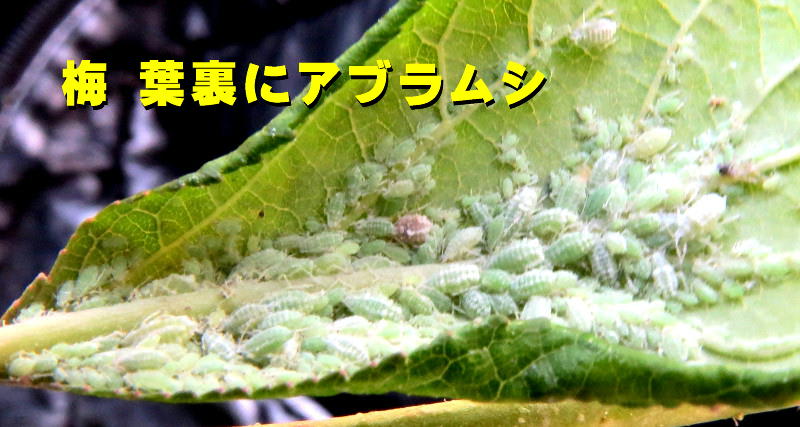 梅 アブラムシ大繁殖していた ナガミヒナゲシ 私的博物展示館 孫たちよ 至誠通天 まじめがいちばん 梅 アブラムシ大繁殖していた ナガミヒナゲシ 私的博物展示館 孫たちよ 至誠通天 まじめがいちばん